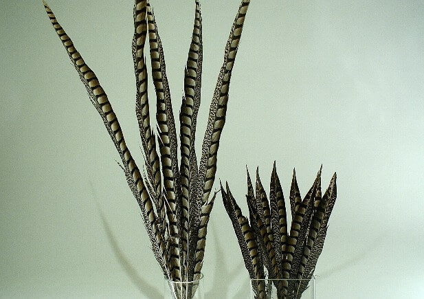 lady amherst feathers