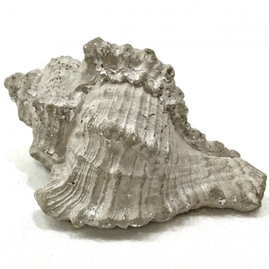 seashell - cement