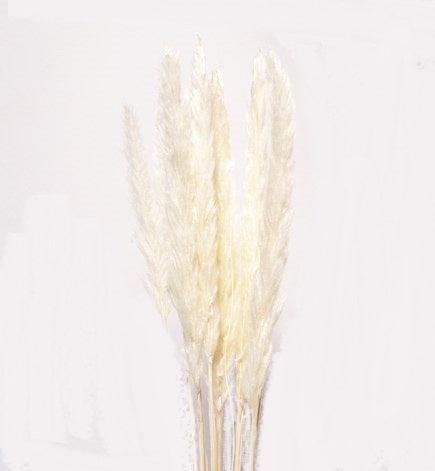 pampas tails white 30" 10 stems