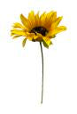 small pick sunflower single