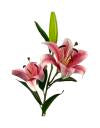 stem lily pink