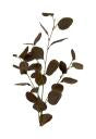 stem eucalyptus brown
