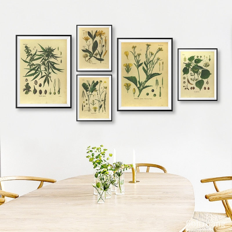vintage botany prints